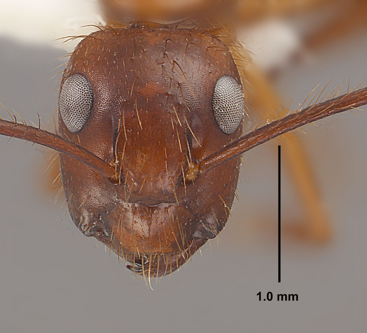Camponotus floridanus, full face view of minor worker Camponotus floridanus, full face view of minor worker